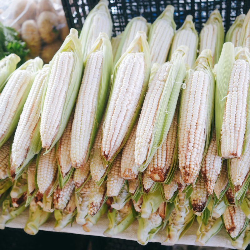 Full Xochimilco “Xochitl” 13