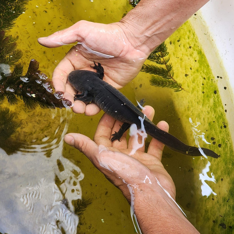 Full Xochimilco “Xochitl” 19