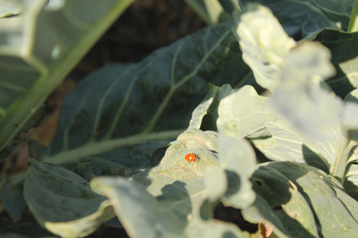 Full Xochimilco “Xochitl” 3