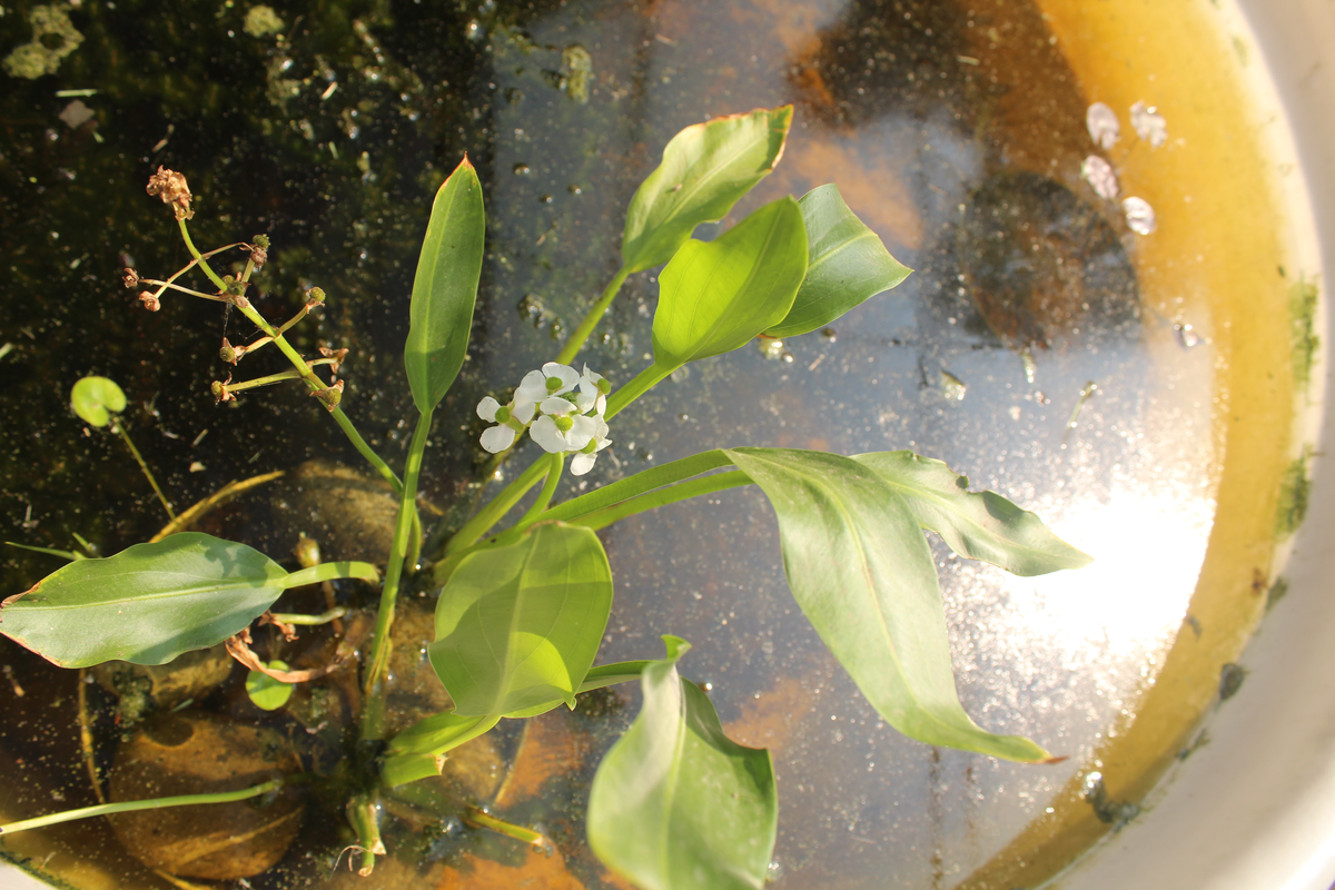 Full Xochimilco “Xochitl” 6