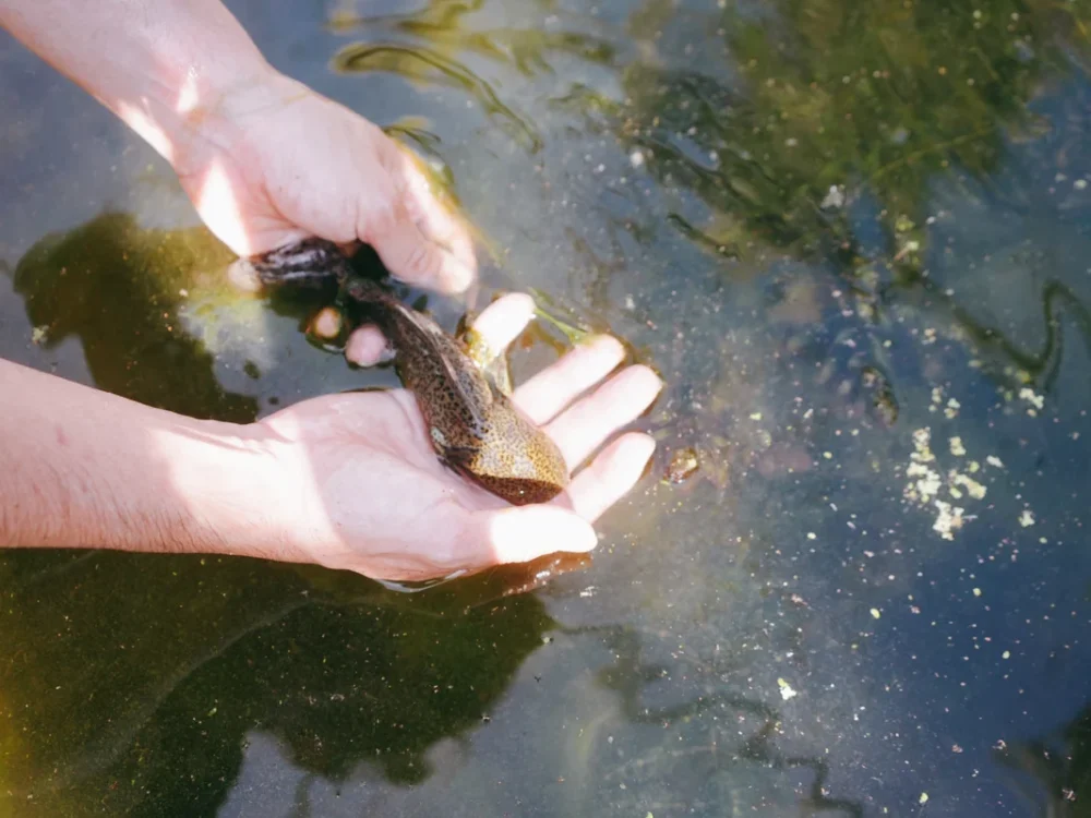 El ajolote: símbolo de Xochimilco y guardián de un ecosistema único