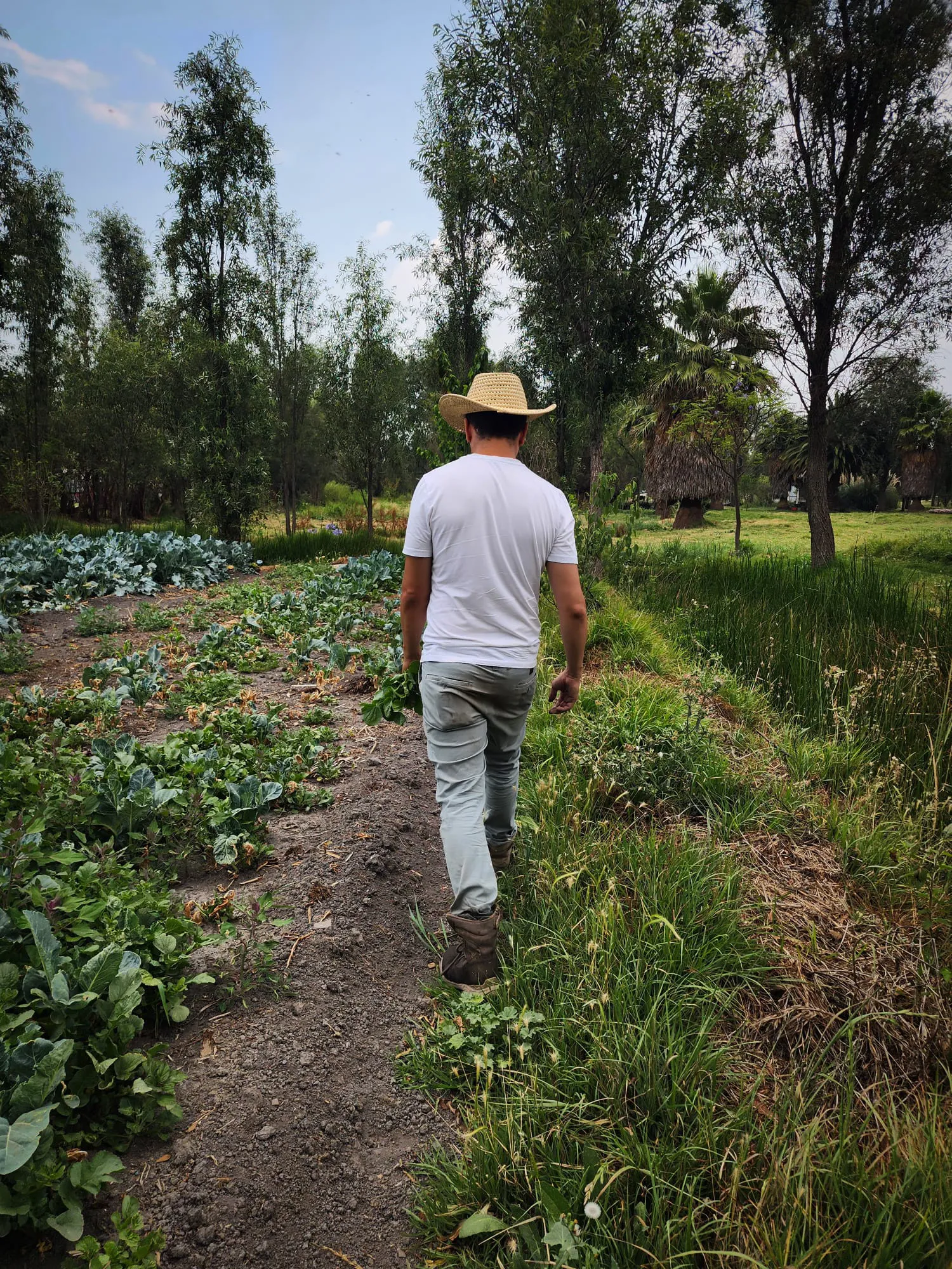 chinampa-xochimilco Anfitrión caminando por un sendero de la Chinampa Refugio