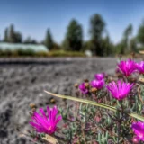Flores moradas en la tierra recién trabajada de una chinampa
