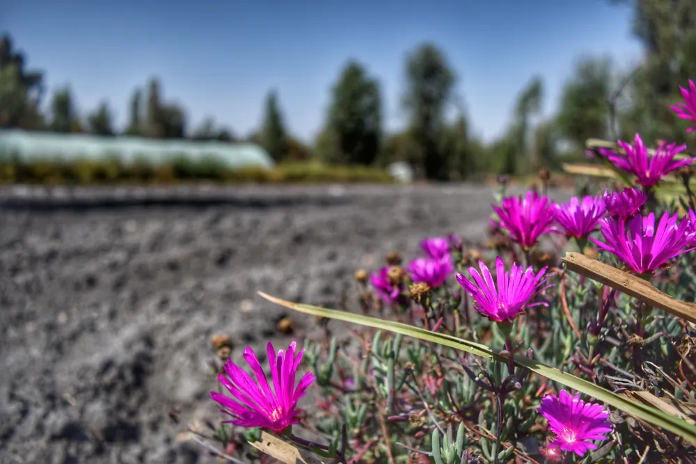 vegetacion-xochimilco Flores moradas en la tierra recién trabajada de una chinampa
